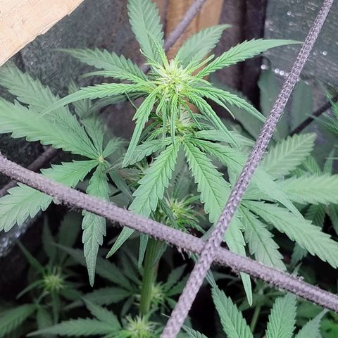 Diabo rojo growlog timeline photo