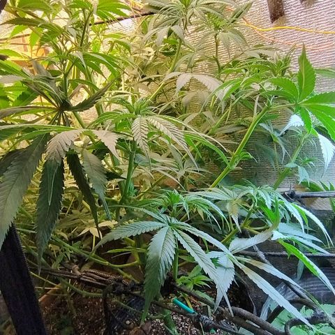 #skunk1 growlog timeline photo