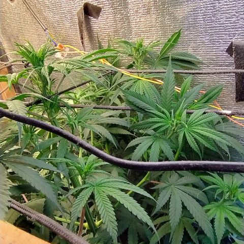 #skunk1 growlog timeline photo