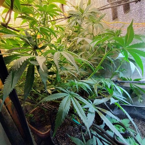 #skunk1 growlog timeline photo