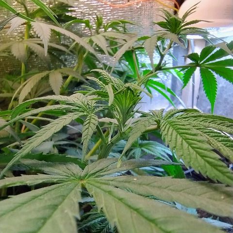 #skunk1 growlog timeline photo
