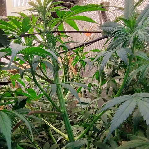#skunk1 growlog timeline photo