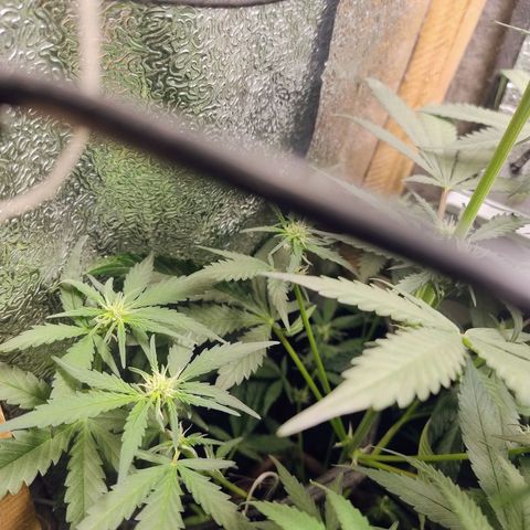 Diabo rojo growlog timeline photo