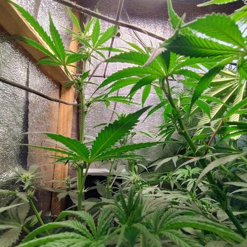 Diabo rojo growlog timeline photo