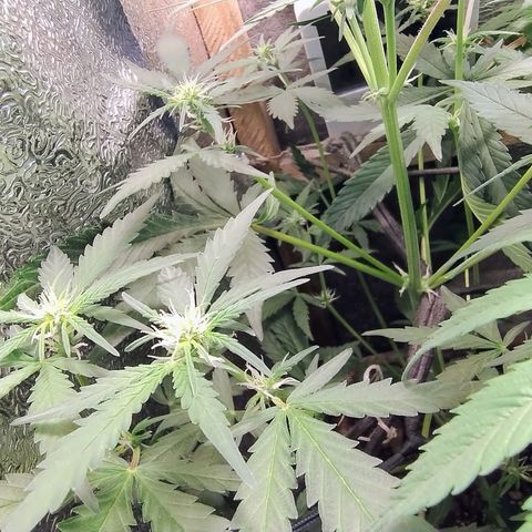 Diabo rojo growlog timeline photo