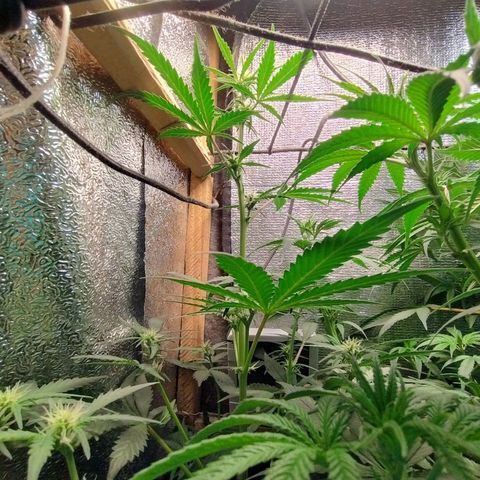 Diabo rojo growlog timeline photo