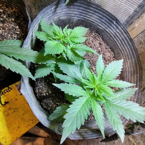 Purple lemonade growlog timeline photo