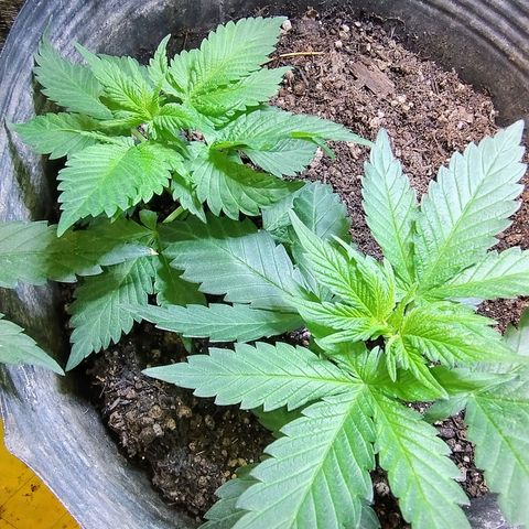 Purple lemonade growlog timeline photo