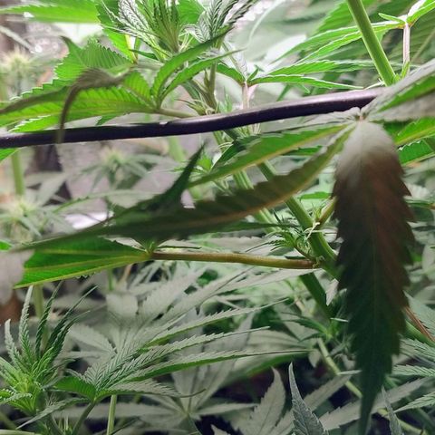 #skunk1 growlog timeline photo