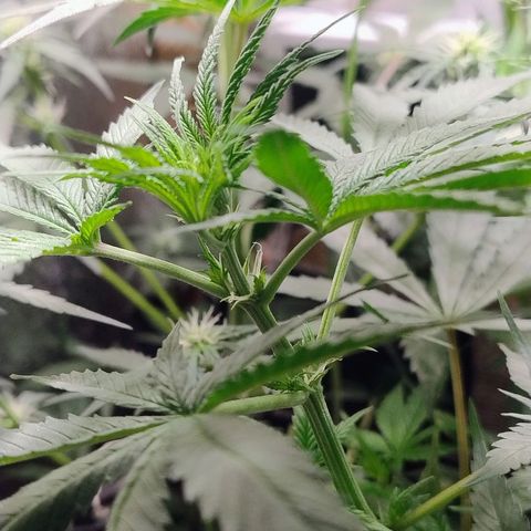 #skunk1 growlog timeline photo