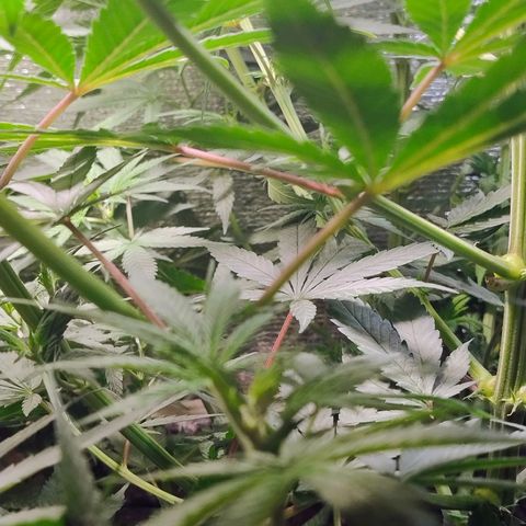 #skunk1 growlog timeline photo