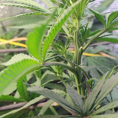 #skunk1 growlog timeline photo