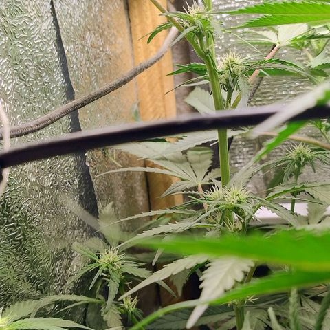 Diabo rojo growlog timeline photo