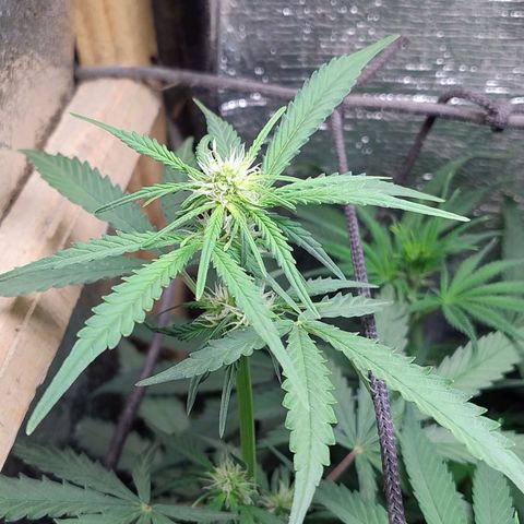 Diabo rojo growlog timeline photo