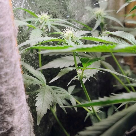 Diabo rojo growlog timeline photo