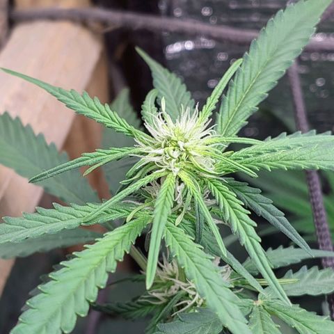 Diabo rojo growlog timeline photo