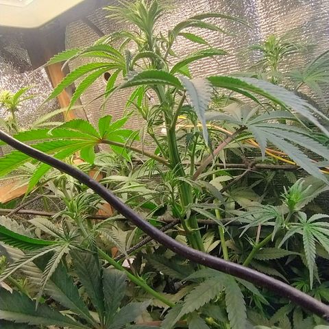 #skunk1 growlog timeline photo