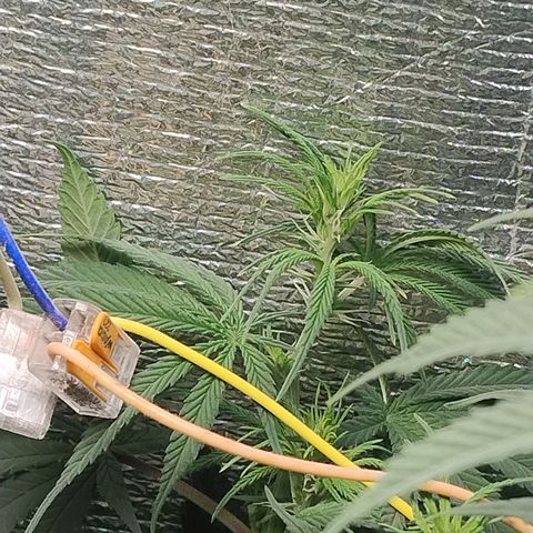 #skunk1 growlog timeline photo