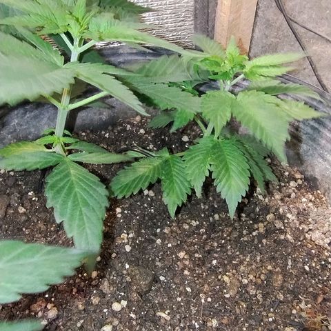 Purple lemonade#2 growlog timeline photo