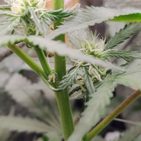Diabo rojo growlog timeline photo
