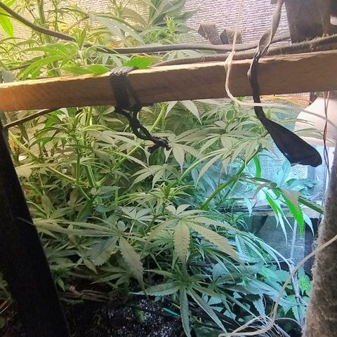 #skunk1 growlog timeline photo