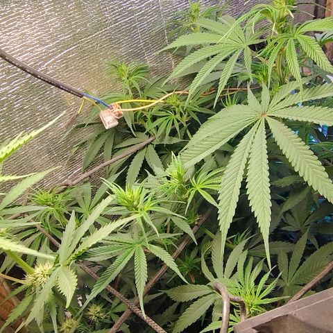 Diabo rojo growlog timeline photo
