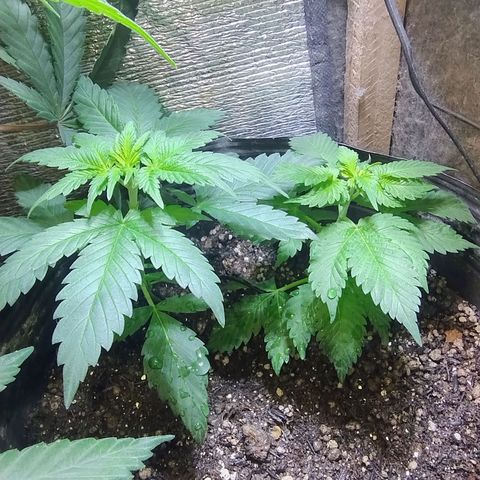 Purple lemonade#2 growlog timeline photo