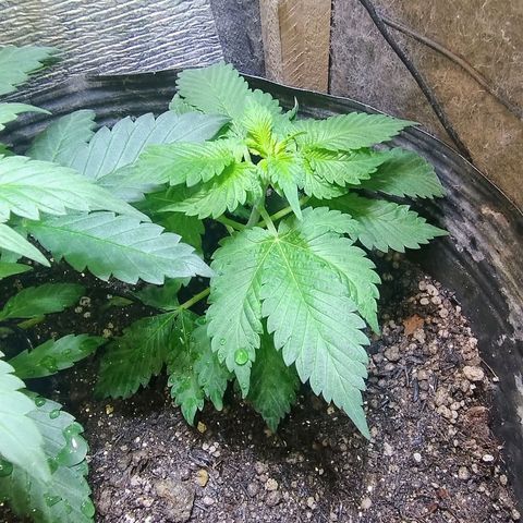 Purple lemonade growlog timeline photo