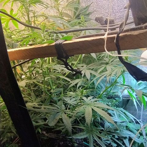 #skunk1 growlog timeline photo