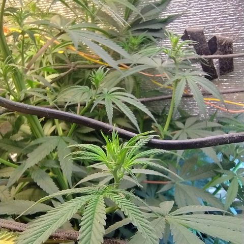 #skunk1 growlog timeline photo