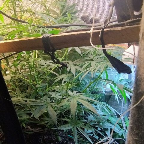 #skunk1 growlog timeline photo