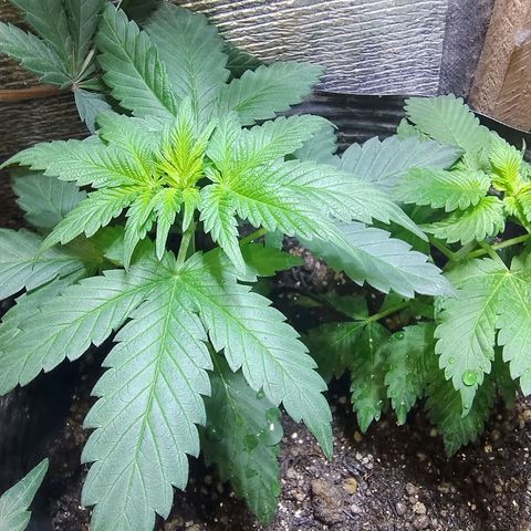 Purple lemonade#2 growlog timeline photo