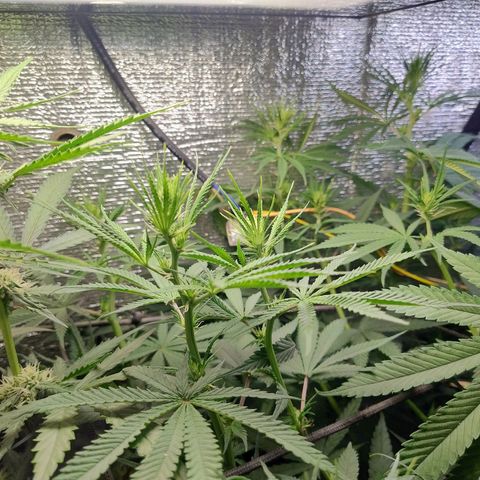 #skunk1 growlog timeline photo