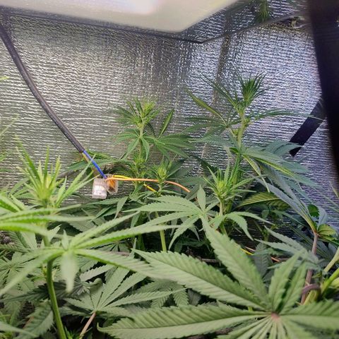 #skunk1 growlog timeline photo