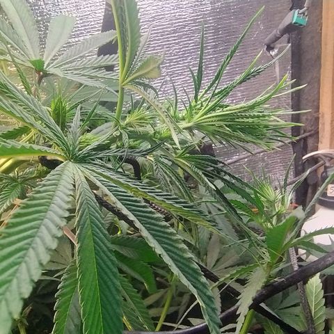 #skunk1 growlog timeline photo