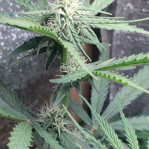 Diabo rojo growlog timeline photo