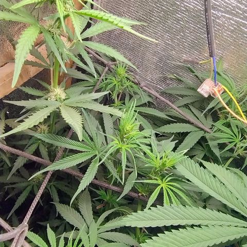 Diabo rojo growlog timeline photo