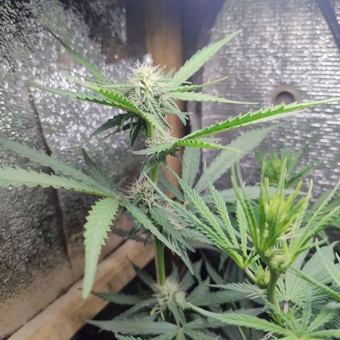 Diabo rojo growlog timeline photo