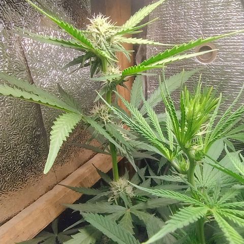 Diabo rojo growlog timeline photo