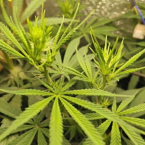 #skunk1 growlog timeline photo