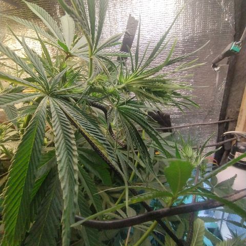 #skunk1 growlog timeline photo
