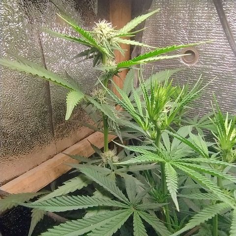 Diabo rojo growlog timeline photo