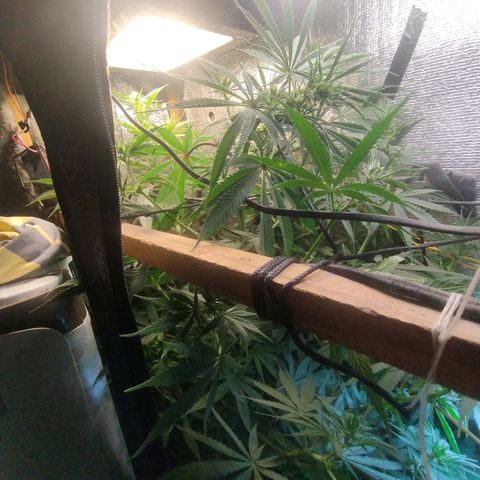 #skunk1 growlog timeline photo
