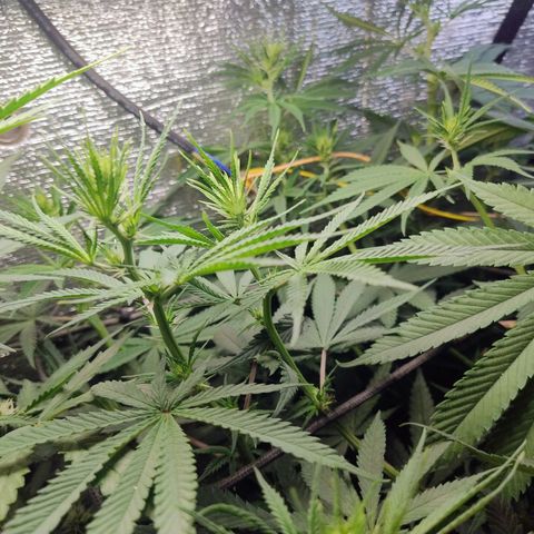 #skunk1 growlog timeline photo
