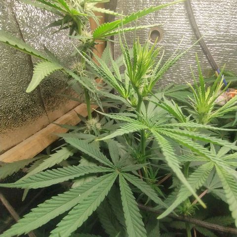 #skunk1 growlog timeline photo