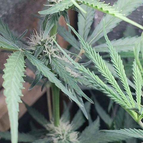 Diabo rojo growlog timeline photo