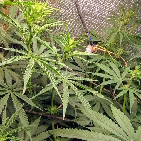 #skunk1 growlog timeline photo