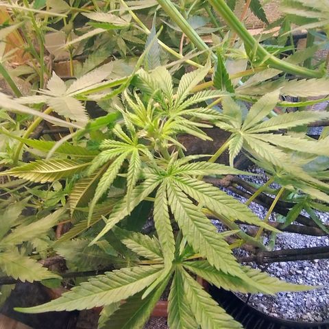 #skunk1 growlog timeline photo