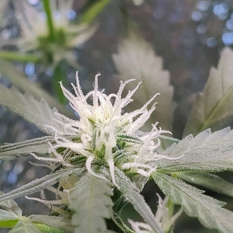 Diabo rojo growlog timeline photo