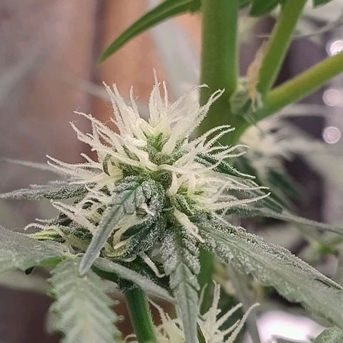Diabo rojo growlog timeline photo